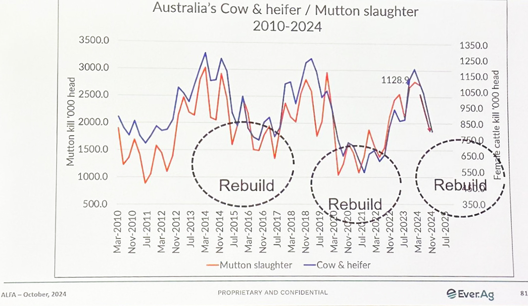 Australia's cow and heifer rebuild phase represented in BeefEx 2024 session.